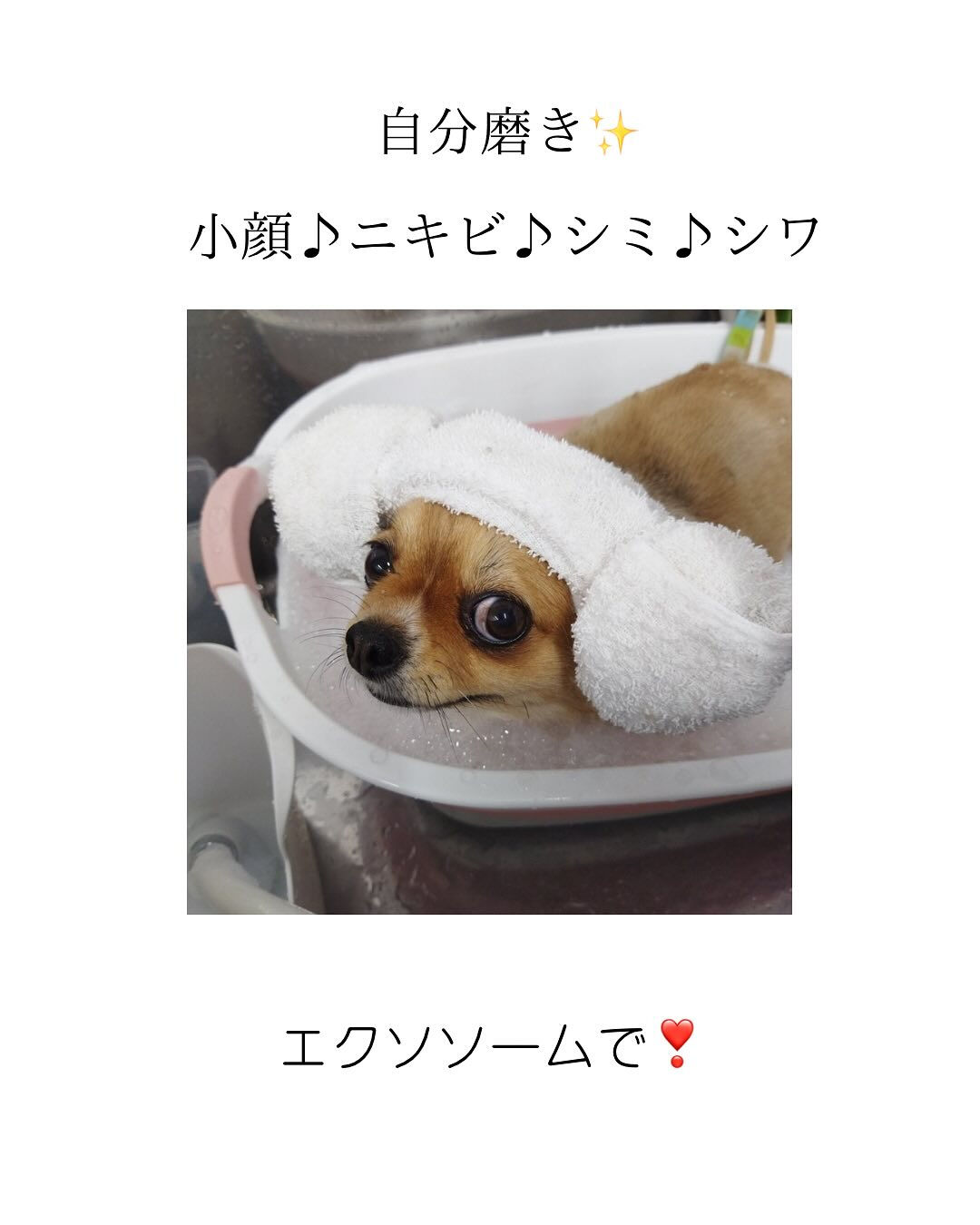 ✨夏目前✨
